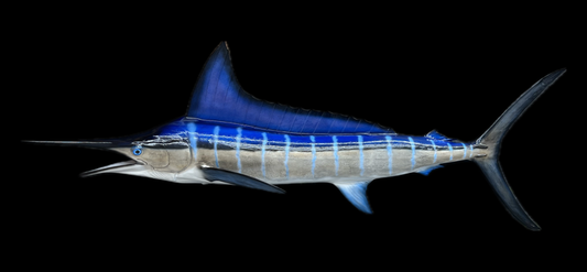 White Marlin Trophy Fish Mount