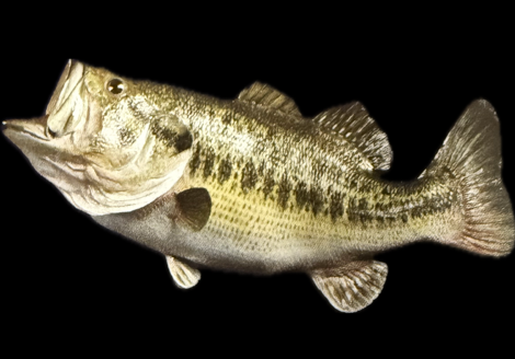 Bass Custom Replica Fish Mount