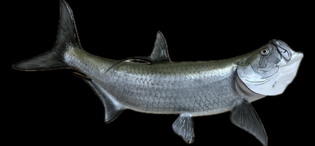Tarpon Trophy Fish Mount