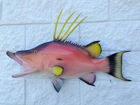 Hog Fish