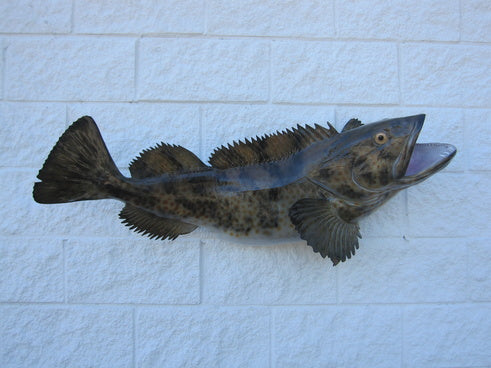 Ling Cod