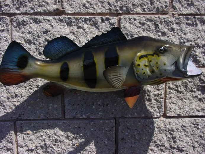 Peacock Bass