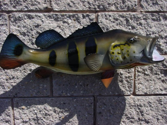 Peacock Bass