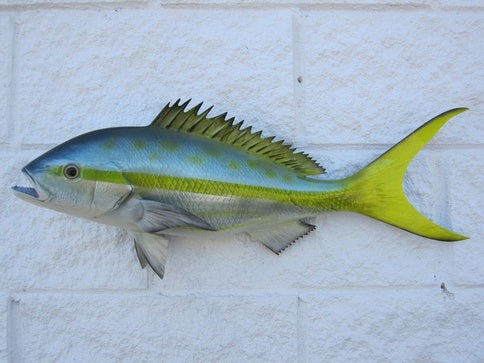 Yellow Tail Snapper